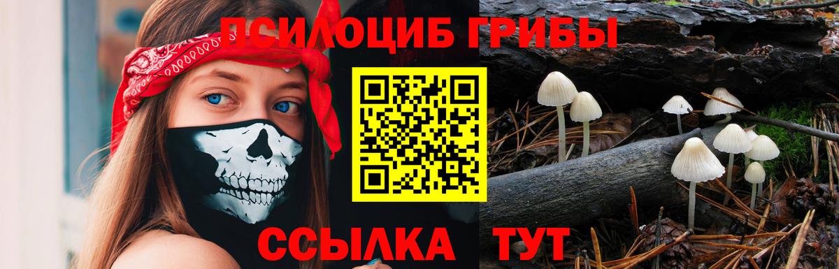 Галлюциногенные грибы Cubensis Кингисепп